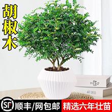�������ľ���Ի����҃�����ò�ֲ������Ϙ��辰������Gֲ