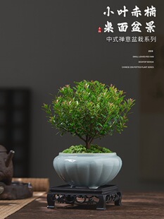 С�~����Ϙ��辰��ֲ�ﻨ��΢���^ˮ���k���҃Ⱥ��B�ļ���������