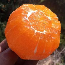 秭归伦晚脐橙橙子新鲜当季水果孕妇薄皮手剥现摘非赣南10斤包邮