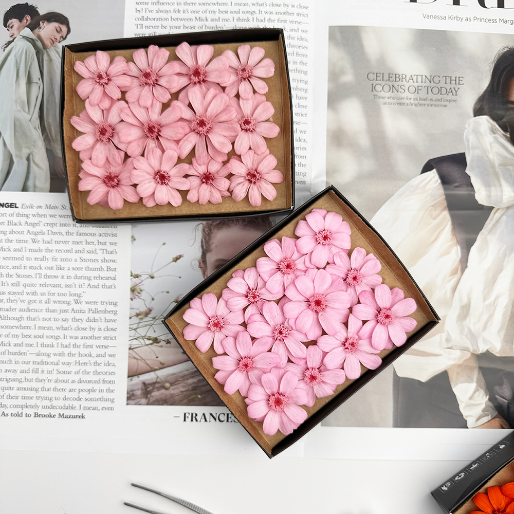 Flor eterna, zinnia, flor real, pequeño crisantemo salvaje, flor de ensueño 12/caja de flores