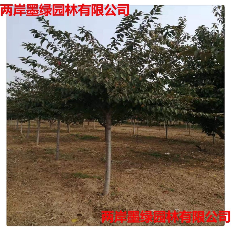 山东基地直供樱花树 _主图01