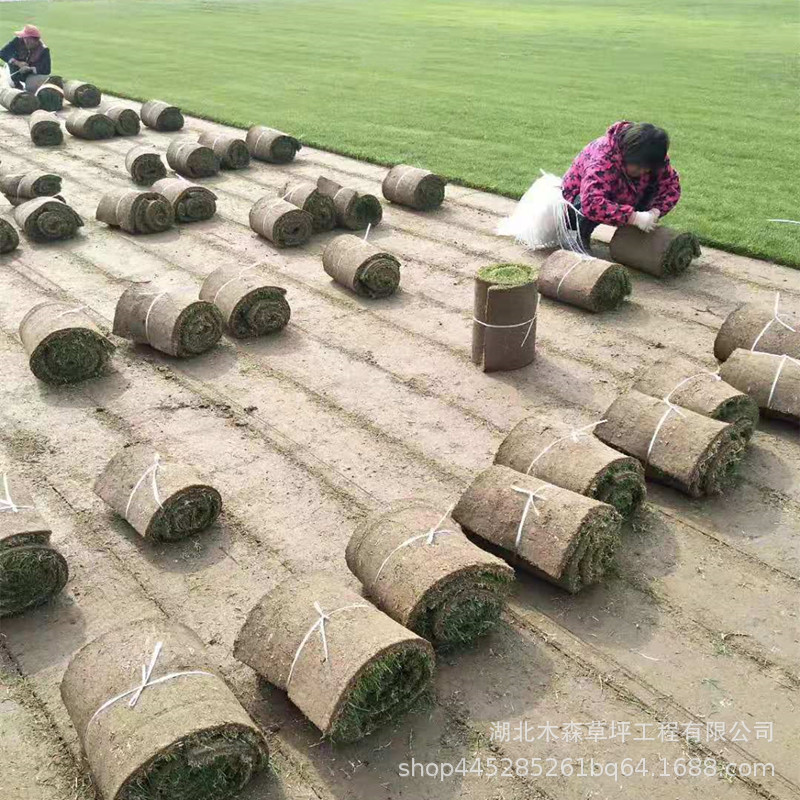 种植户销售矮生百慕大混播黑麦草四季青果岭草皮容易存活户外绿化