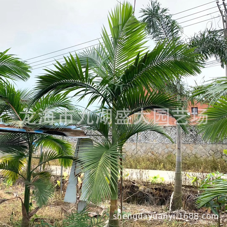 IMG_7612(20200628-173705)