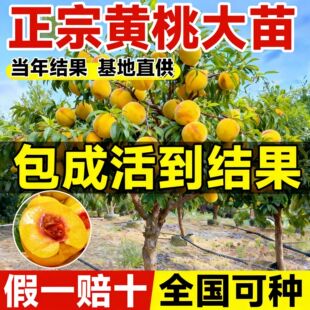 �S�Ҙ�������ڌ���޽��Ҙ��玧�����֦�ϱ���ͥԺ�Nֲ����Y��