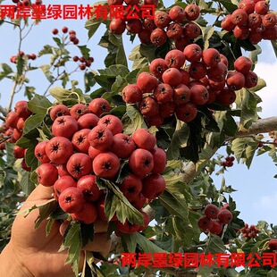 ɽ高����޽����Ե����Ϸ�����ͥԺ�Nֲ�ش����ɽ��箔��Y��