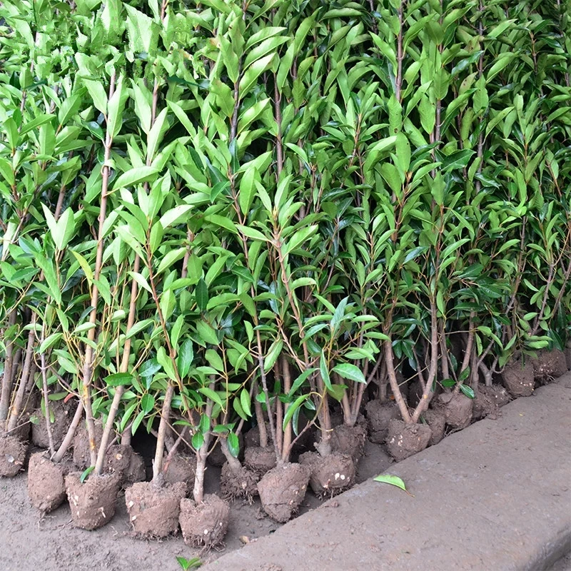 Французский Холли Дерево Саженцы Забор Саженцы Двор Озеленение Коралловые Саженцы Посадка Вечнозеленые Озеленение сада Забор Растения