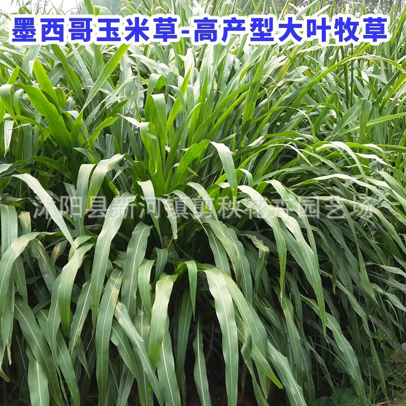 Семена кормовых трав Мексиканская Кукуруза семян трав Семена райграса многолетнее разведение крупного рогатого скота овец рыб семян трав четыре сезона