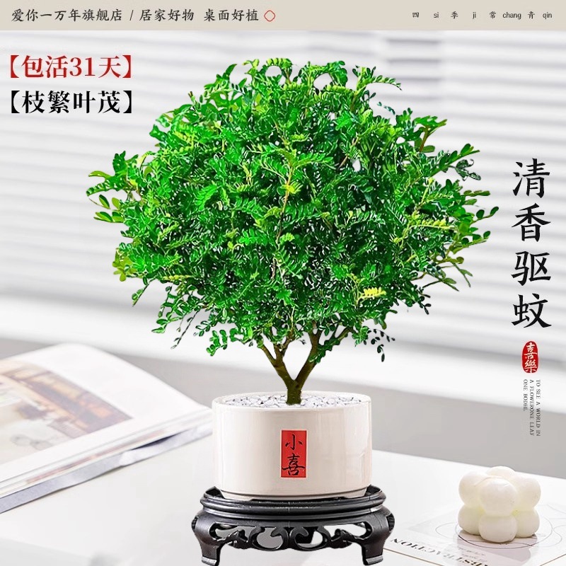 [핫셀링 모델] 고급 향고추나무 + 샤오시 도자기 세면대 + 원형 베이스 (포장석 무료)