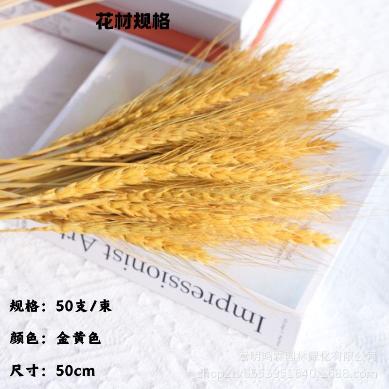 개업 황금 보리 50송이/다발