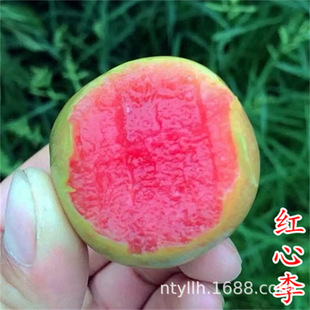�������y�����A�����t�����Ә������������������Nֲ����Y��