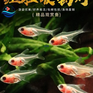 �t�ǲ������~���w͸�����~�Ꭷ�~�^�pС�Ͳݸ׵�ˮ����С�~���B�~