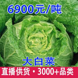 �Fժ�Ĵ�ɏ�������r�����r�Ҿ��Ĳ˾G���{��˺�ײ��߲�