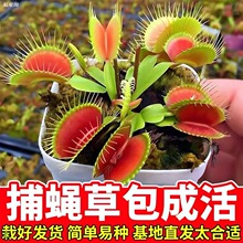 ��ω�������i�\������þGֲ��ʳ���x�ݻ����׃��@Ȥζ�҃Ⱥ��B��