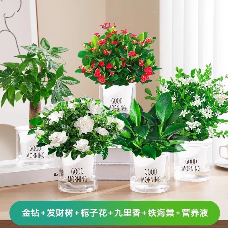 골든 다이아몬드/머니 트리/치자나무/지우리샹/철 베고니아