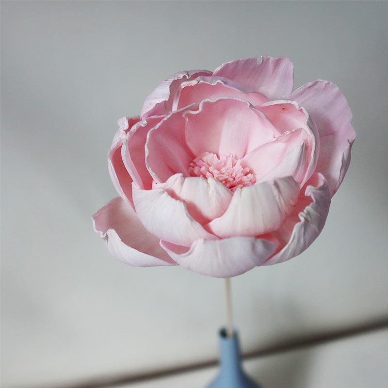 Una flor de peonía de color rosa claro-1