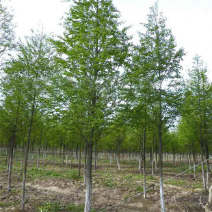 Neem Sapling Engineering Greening Seedlings Color Block Hedge Roadside Landscape Tree Decoration Courtyard Planting Grafted Neem Tree