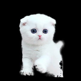 文具贴纸;礼品袋;手账贴纸/胶带