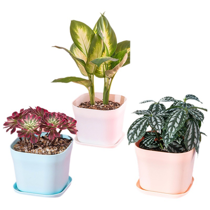 Maceta cuadrada nórdica, suculentas, base incluida