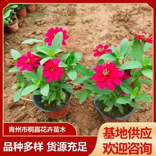 百日红紫薇花苗青州基地供应公园花海景观工程绿化苗百日红盆栽苗