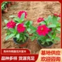 青州花海基地盆栽绿化苗