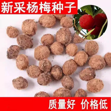 ���l��ľ�N�ӗ�÷��N�Ӯ����·N����ľ�N�ӹ���N�ӗ�÷����N��