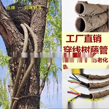 ���ϸɘ�֦늾����@��ľ���ٗl�bܷ�Ƥ������Ę��ٴ�����