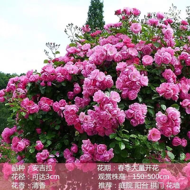 Flores de gran pila de rosas de rosa de temporada vieja, plantas de patio fragrantes, flores de balcón, flores de flores de rosa de rosa en todas las estaciones image 23