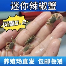 水族相手观赏蟹小螃蟹活批发蟹的寄居蟹摆摊迷你辣椒蟹