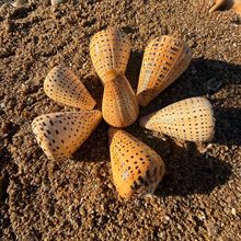 �S�����lؐ�����ݹ�ˇƷ�S������ ���μo��YƷ �ҾӔ[��~���쾰