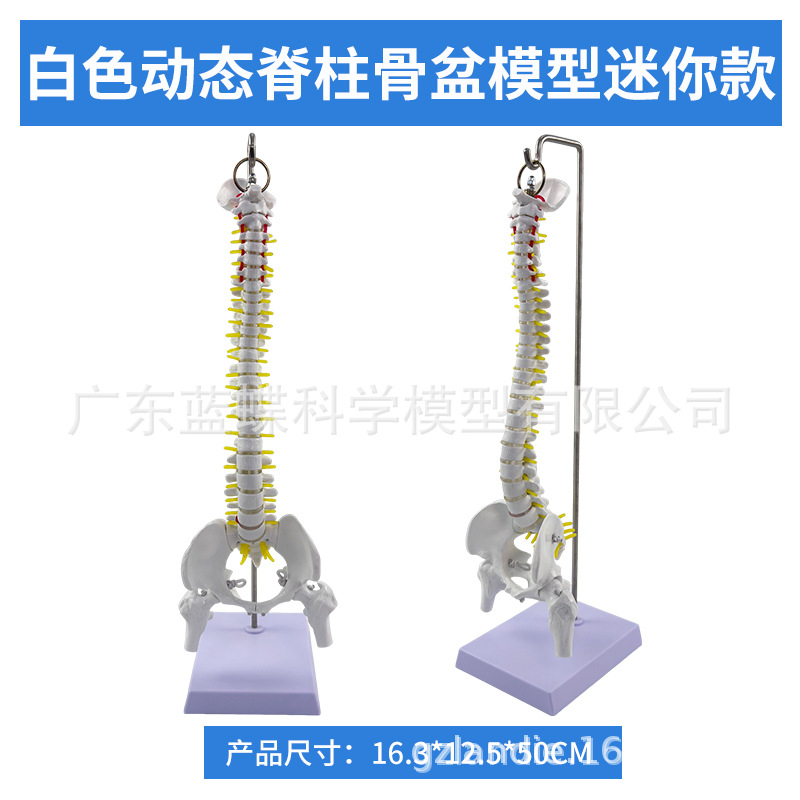 ��̬������׵����ģ�͹ؽڿɻ�������СŮ�Լ������Ľ�ѧ�Ǽ�