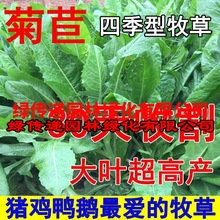 将军大叶菊苣草种籽养殖四季牧草种子羊牛兔鸡鸭鹅猪菜种孑子再生