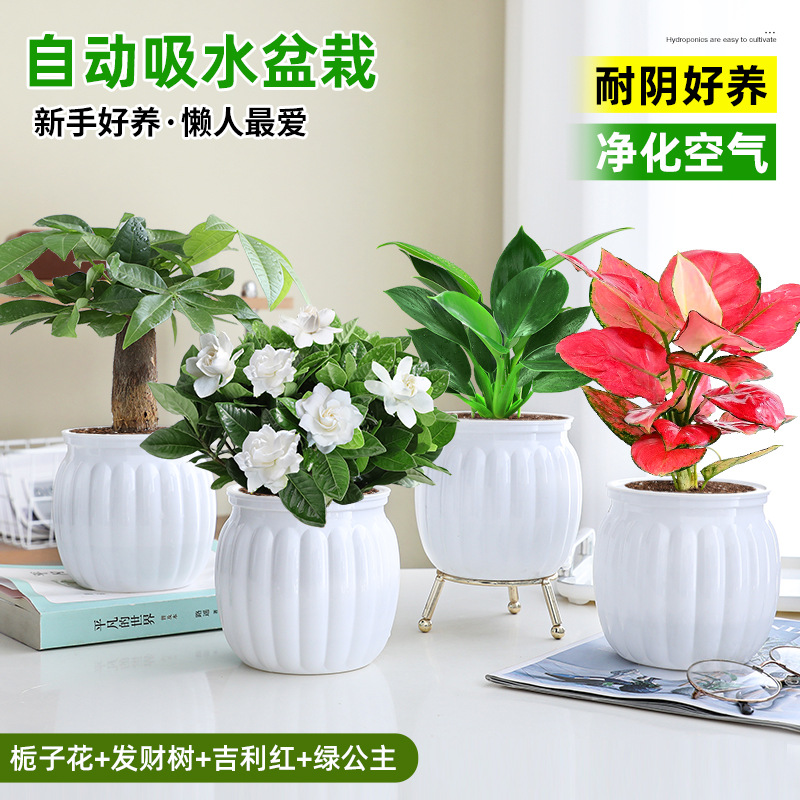 [오피스 베스트셀러 화분 4종] 치자나무 + 머니트리 + 길리레드 + 그린프린세스