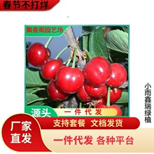 黑珍珠车厘子树苗矮化盆栽地栽当年结果南北方种植特大樱桃果树苗