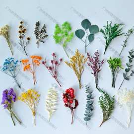 【永生材料合集】满天星尤加利铜钱叶百万星富贵叶千层金手工材料