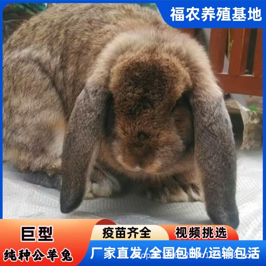 巨型公羊兔养殖基地