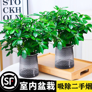 ���_ľ���ԾG�}�j����ֲ���҃Ȼ�ˮ��Gֲ������B�lؔ��������ȩ