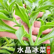正宗水晶冰菜种子营养高钙非洲冰草自带冰晶四季阳台盆栽蔬菜种子