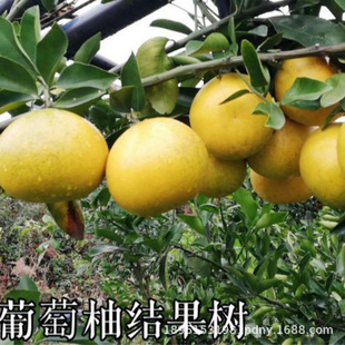 Grapefruit Taiwan Madou Wendan Pomelo Duwei Wendan Red Heart Pomelo Saplings North and South Courtyard Results in the Same Year