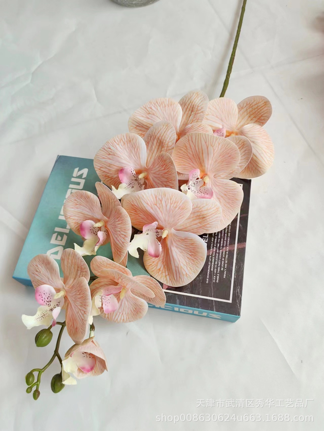 3D蝴蝶兰小麦色