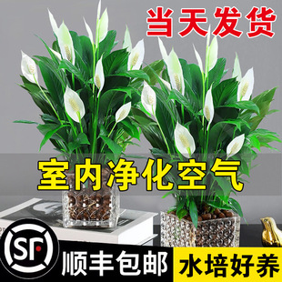 ���Ի���ֲ���҃Ȼ�ˮ��Gֲ�lؔ��һ���L혰��Ƽt�ƃ����՚�G�}