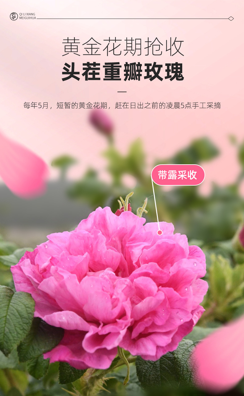 Dried Pingyin Rose Bud Tea 30g Box Double Petal Rosebud Herbal Tea for Daily Brewing quality and texture