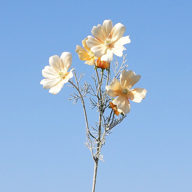 라이트 오렌지 1125 #