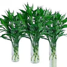 ���F��ˮ��ֲ��͏d�аlؔ���ӾG�}�Gֲ���Ի���ֲ���҃Ȼ�