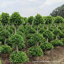 ��ɽ�� ���ӻ�ɽ�Ž��X�����l��1.2-1.8��