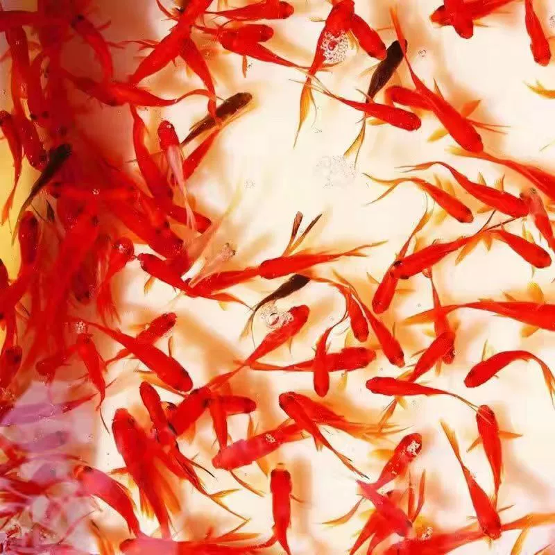 Живая карп koi золотой (декоративный), разноразмерные 4–15 см, оптовые пакеты и варианты комплектов
