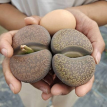 ���ⳬ��ĸ�� ������݆�� ���u�������݆�� ĸ����݆������k��