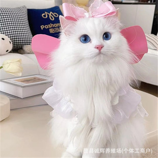 Live Pet Cats: Pure White Napoleon Kittens, Live Chinchilla Short-Legged Cats, Live Maine Coon Cats, Direct from Breeders