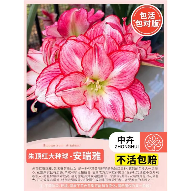 Amaryllis 'an rui ya' (large bulb)