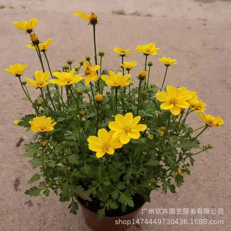 Золотая Хризантема цветок просмотр растения Цветок просмотр небольшой горшок парк пейзаж озеленение растения гостиная балкон двор озеленение растения
