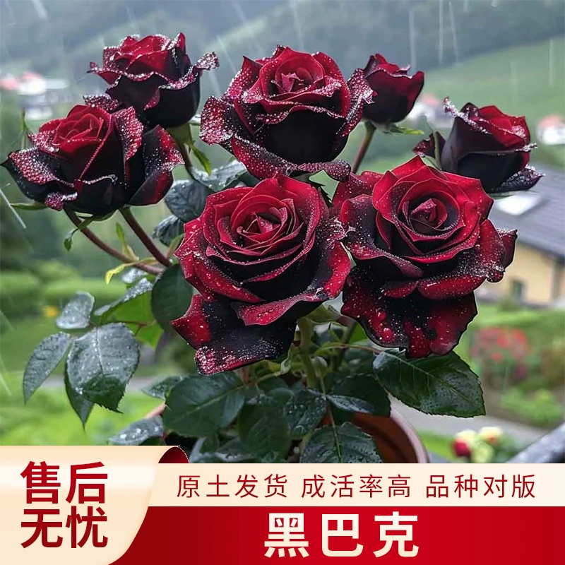 Черная роза Бак, черные розовые розетки, цветет в любое время года, возможна комбинация цветов, высокая декоративность, роза в форме дерева с бутонами.